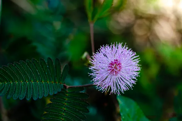 Blush of Sensitivity